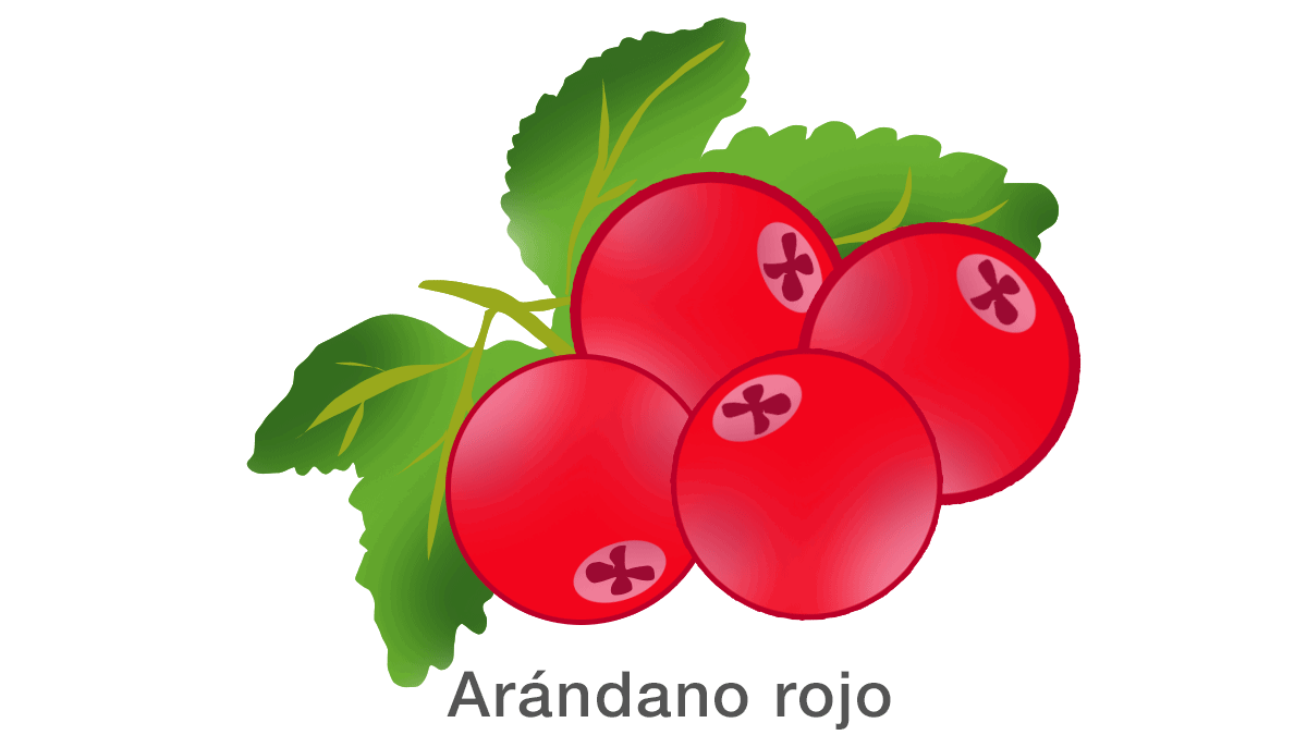 Arándano rojo